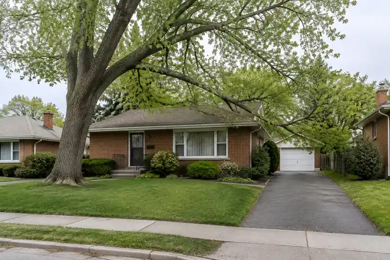 A towering silver maple leaning over the roof of a brick bungalow on an old residential street in spring